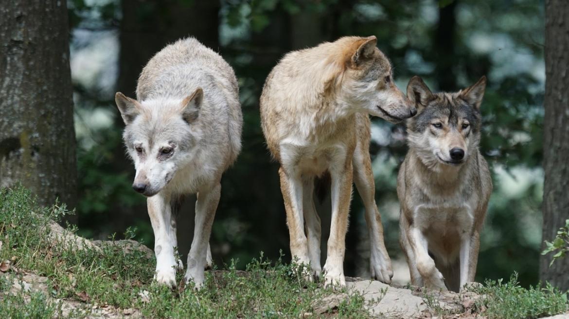 “WolfNext – Parchi a sistema per il futuro del Lupo in Italia”: sottoscritto il Protocollo di intesa